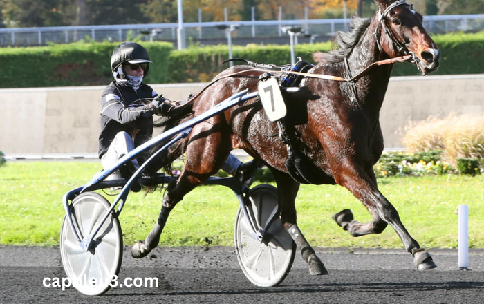 8 Chevaux Turf Magique