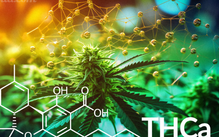 Navigating the World of THCa Products: How to Choose the Right Options for Your Needs