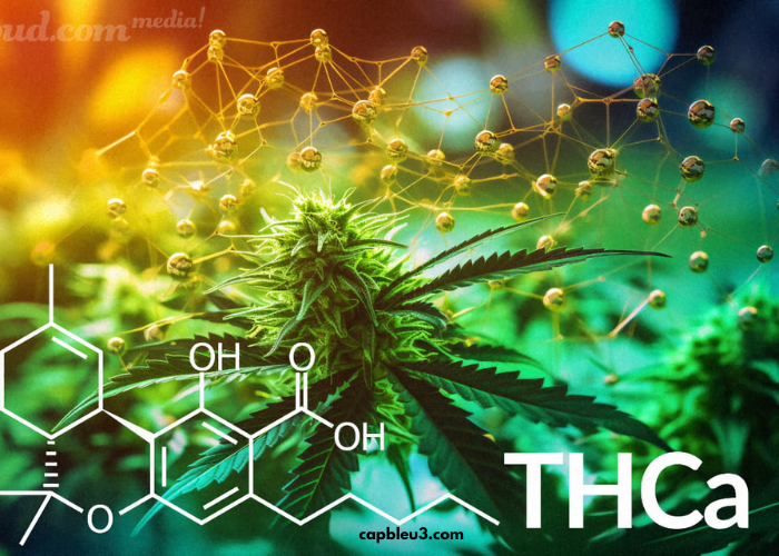 Navigating the World of THCa Products: How to Choose the Right Options for Your Needs