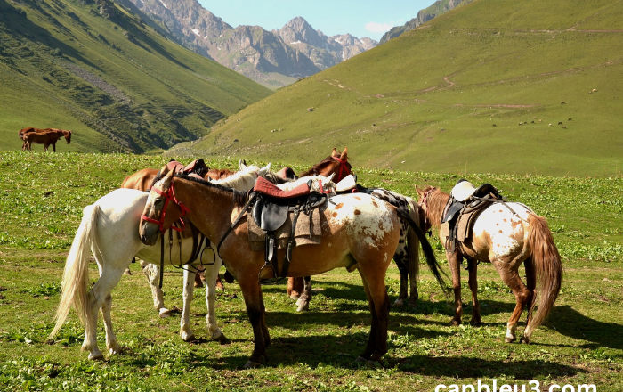 The Majestic Horse: An Enduring Symbol of Power and Grace