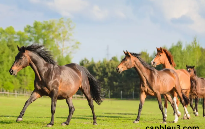 The Majestic World of Horses: Understanding Their Role in History and Culture