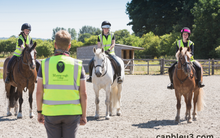 Equine Excellence: Training and Caring for Your Horse