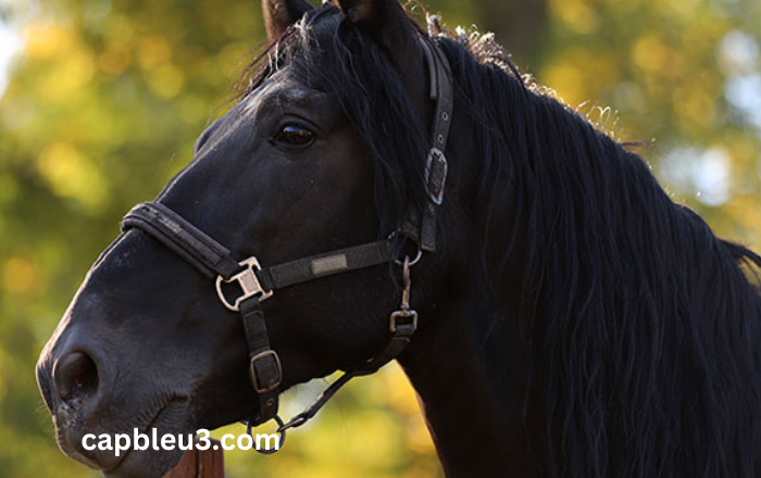 Elimination Des Chevaux