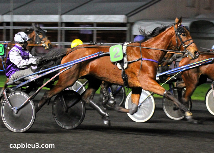 Cheval DE Base Pronola Voyeuse Pmu Du Jour