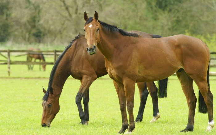 Un Cheval Par Jour