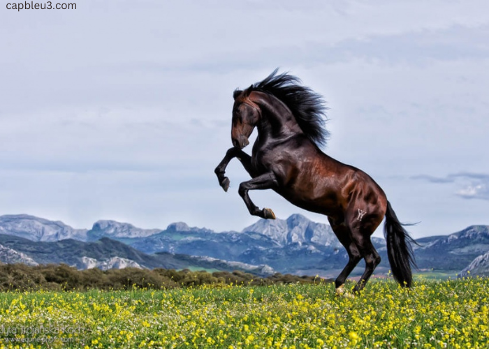 cheval en or