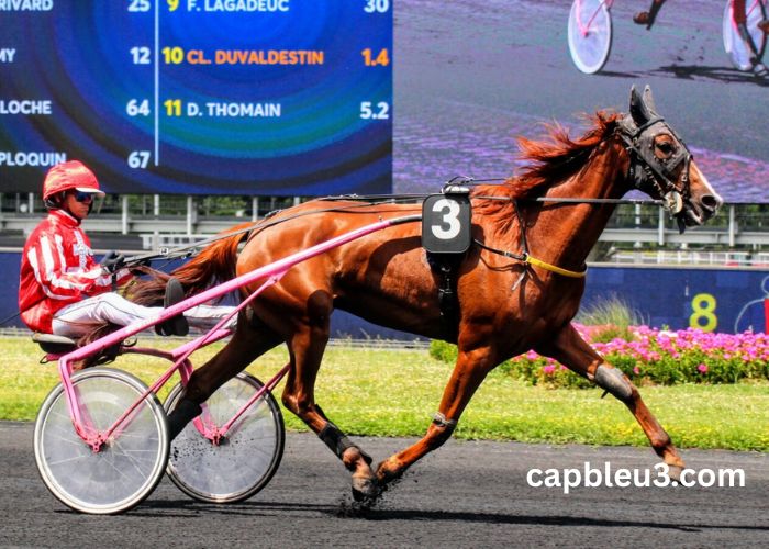 Les 4 Gagnants Vip