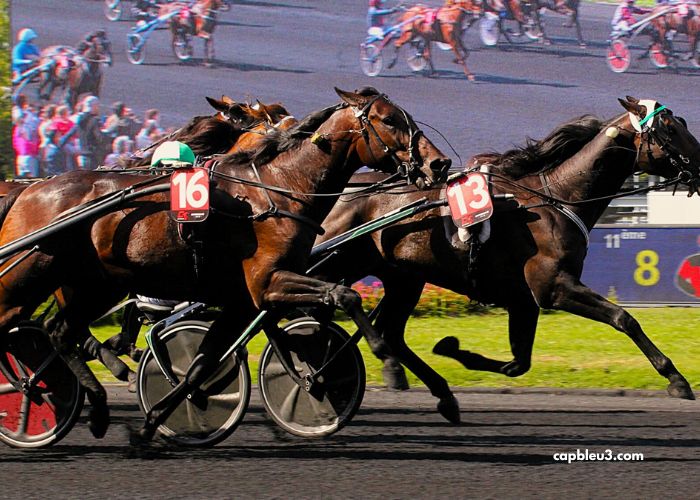 100pour100 Quinteplus