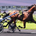Ivoire Turf Vip