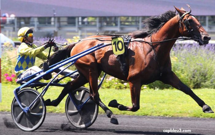 Ivoire Turf Vip