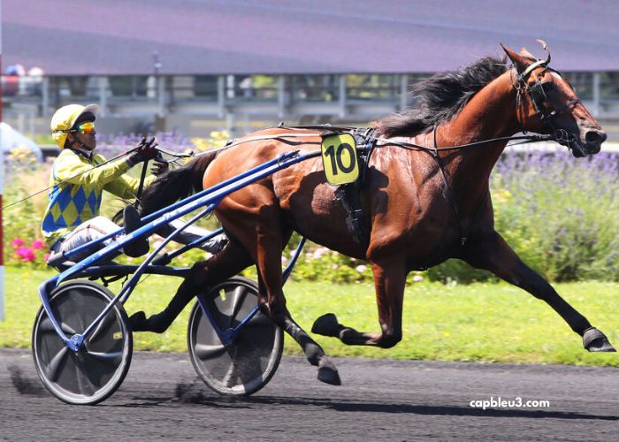 Ivoire Turf Vip