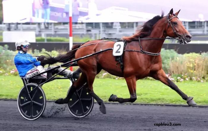 Lingodor Turf 2019