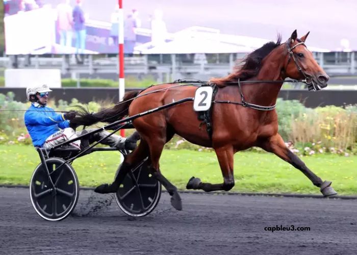 Lingodor Turf 2019