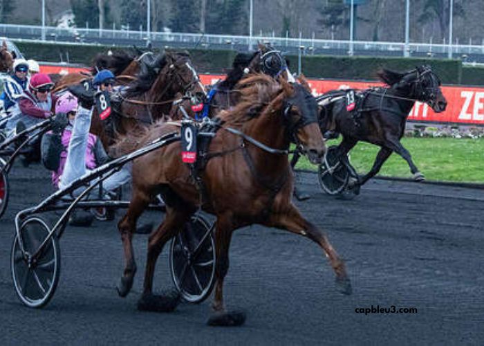 Paris Promise Turf
