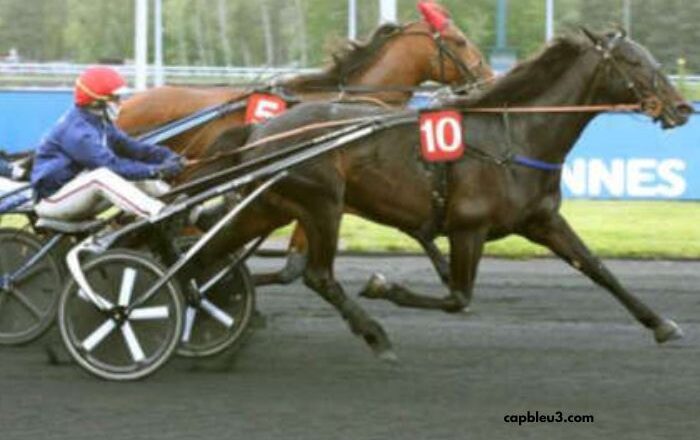 Trio 3 Chevaux