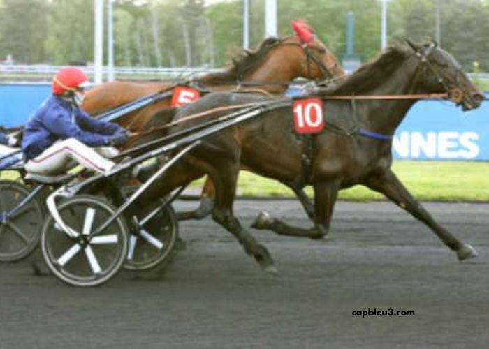 Trio 3 Chevaux